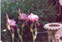 Camelot Rose